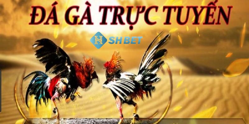 Mẹo đá gà mạng hiệu quả bằng cách quản lý vốn